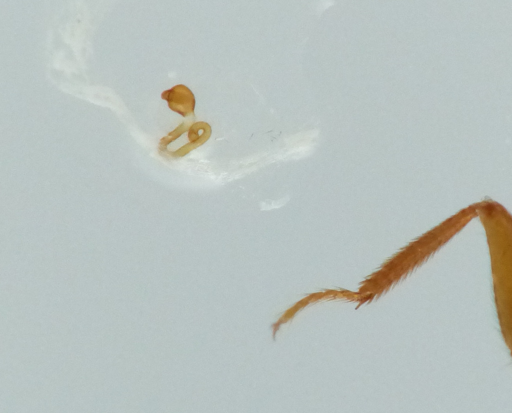 Oxypoda vittata (Oxypoda vittata)