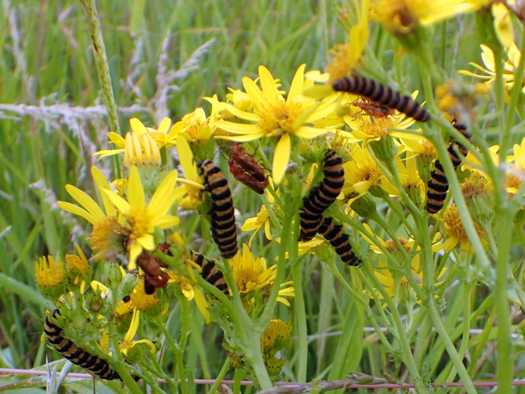 Blodplet (Tyria jacobaeae)