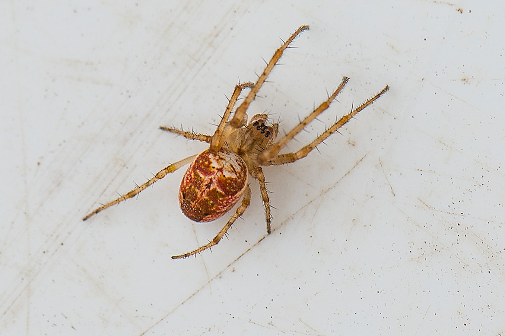 Metellina sp. (Metellina sp.)