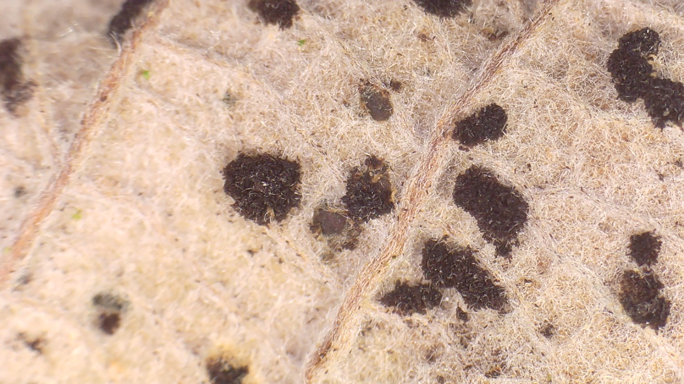 Phragmidium violaceum (Phragmidium violaceum)