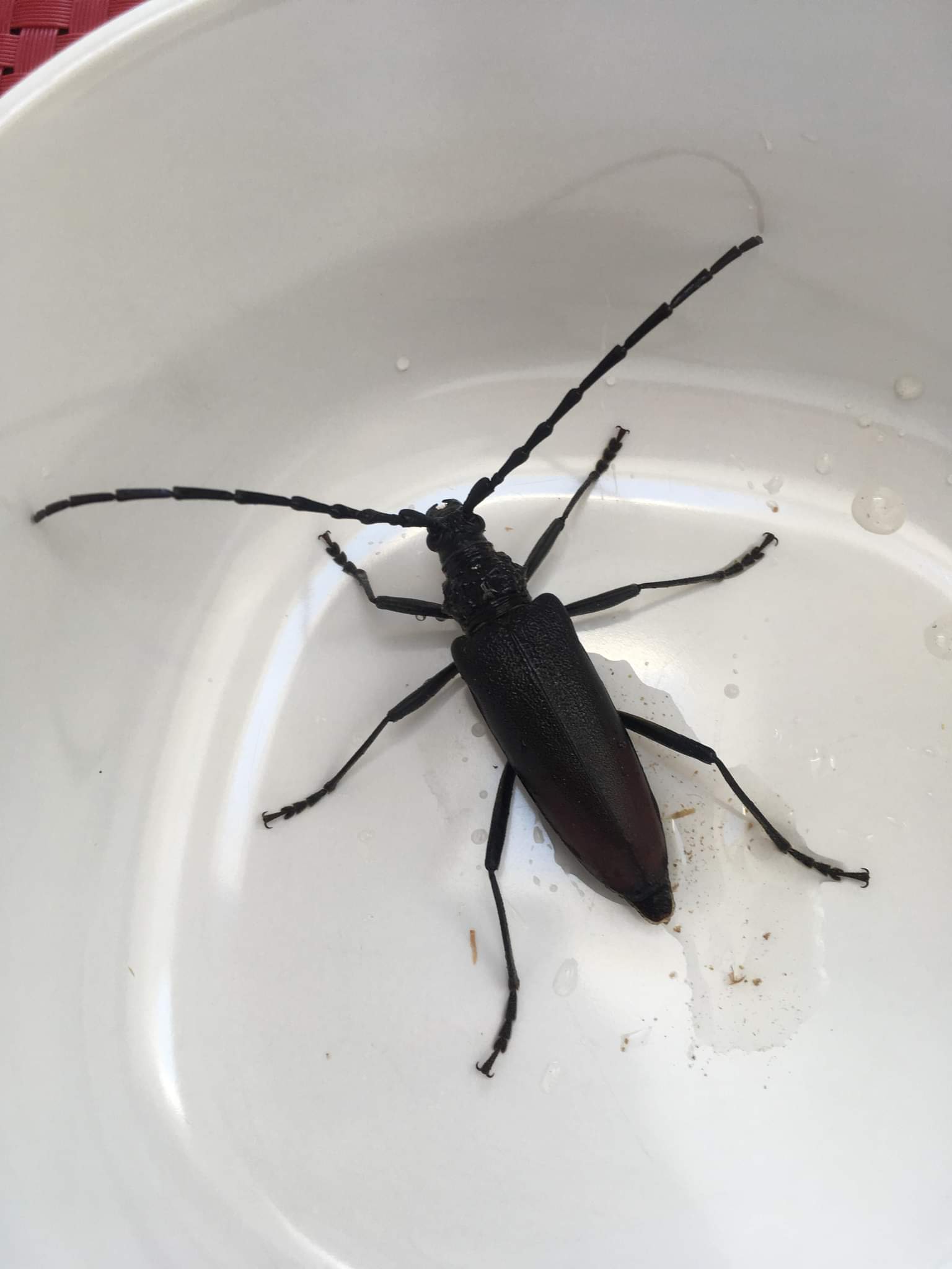 Stor Egebuk (Cerambyx cerdo)