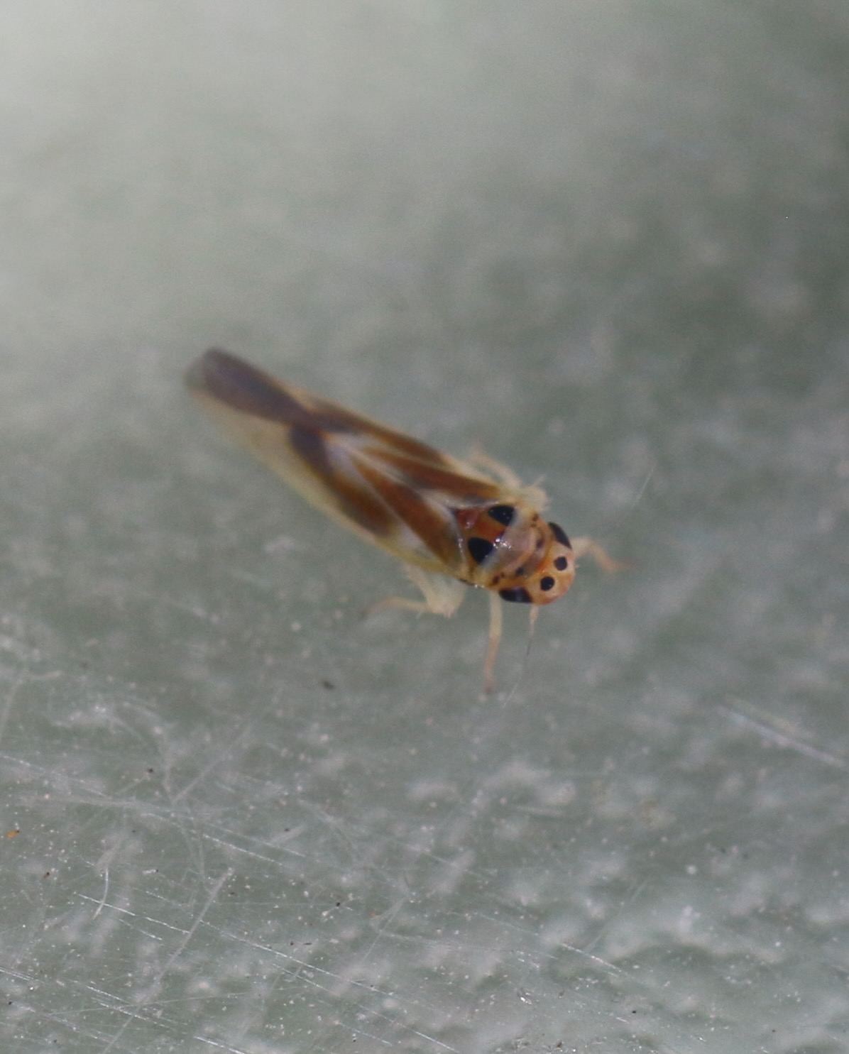 Arboridia ribauti (Arboridia ribauti)