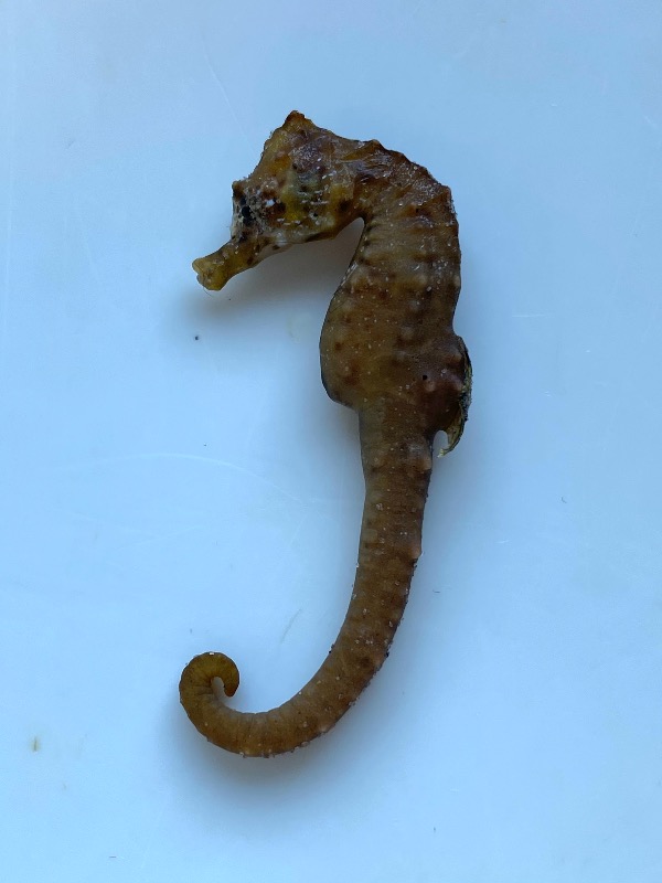 Kortsnudet Søhest (Hippocampus hippocampus)
