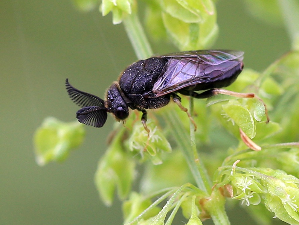 Fyrrebladhveps ubest. (Diprionidae indet.)