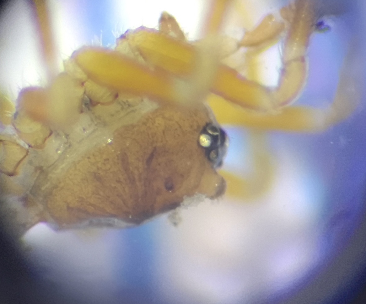 Oedothorax apicatus (Oedothorax apicatus)