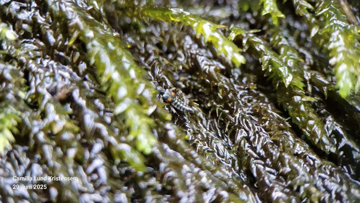 Dianous coerulescens (Dianous coerulescens)