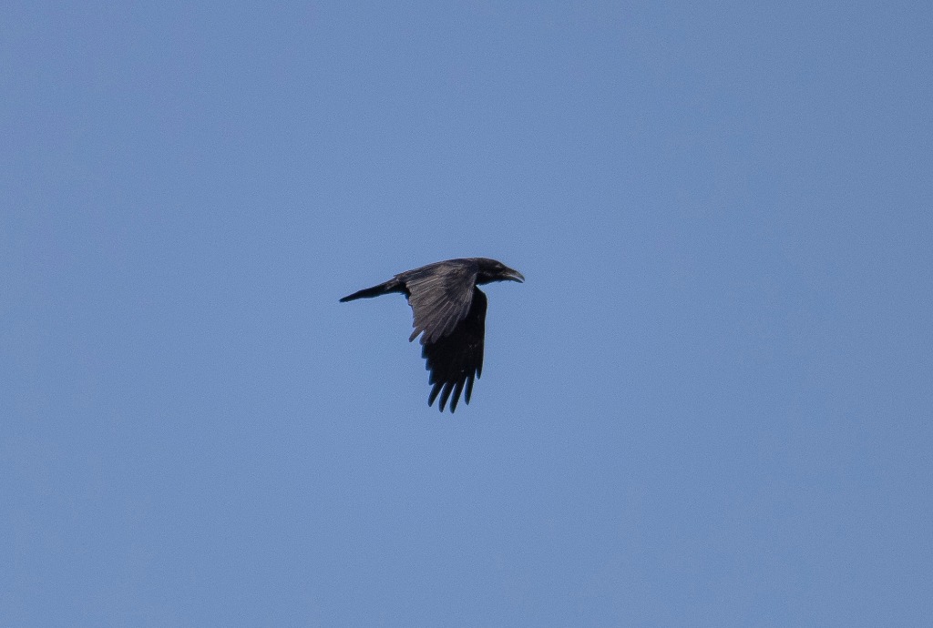 Ravn (Corvus corax)