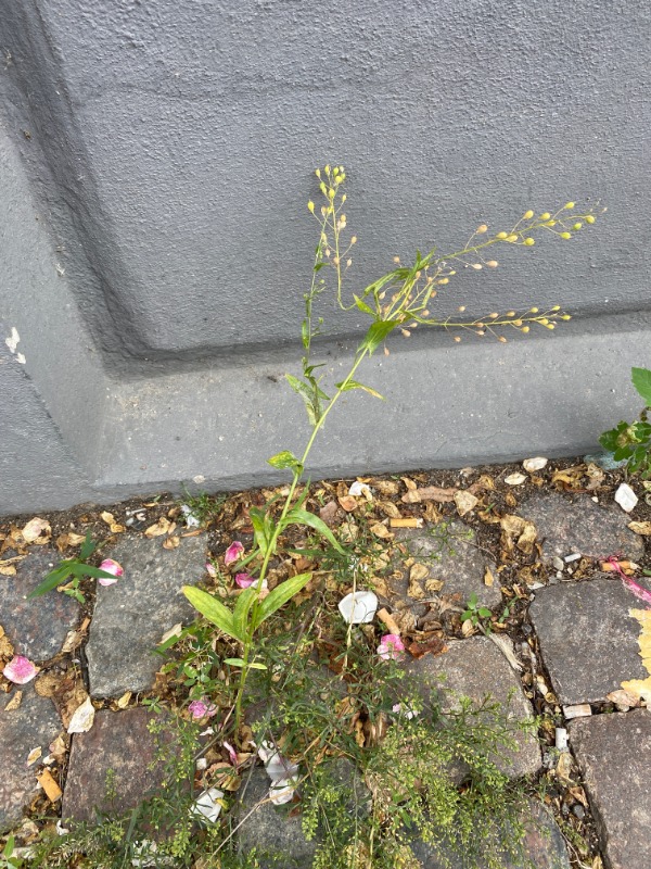 Sæd-Dodder (Camelina sativa ssp. sativa)