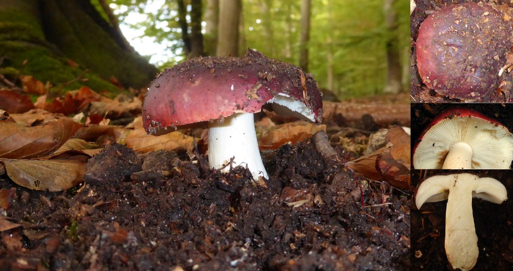 Brunviolet Skørhat (Russula brunneoviolacea)