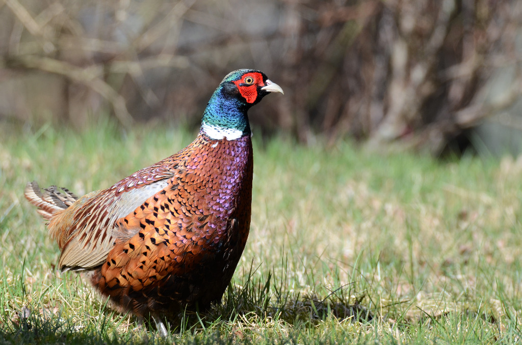 Fasan (Phasianus colchicus)