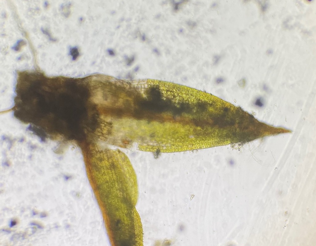 Roset-Småmos (Microbryum davallianum)