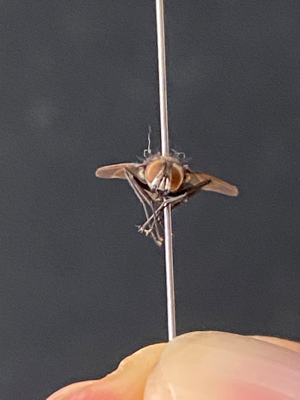 Snylteflue ubest. (Tachinidae indet.)