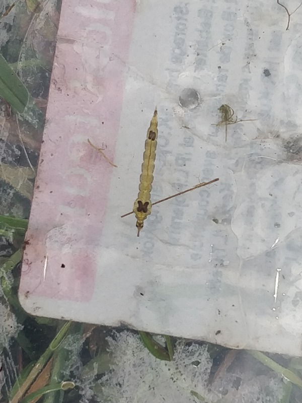 Chaoborus sp. (Chaoborus sp.)