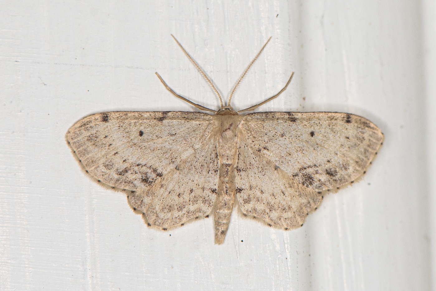 Sortplettet Løvmåler (Idaea dimidiata)