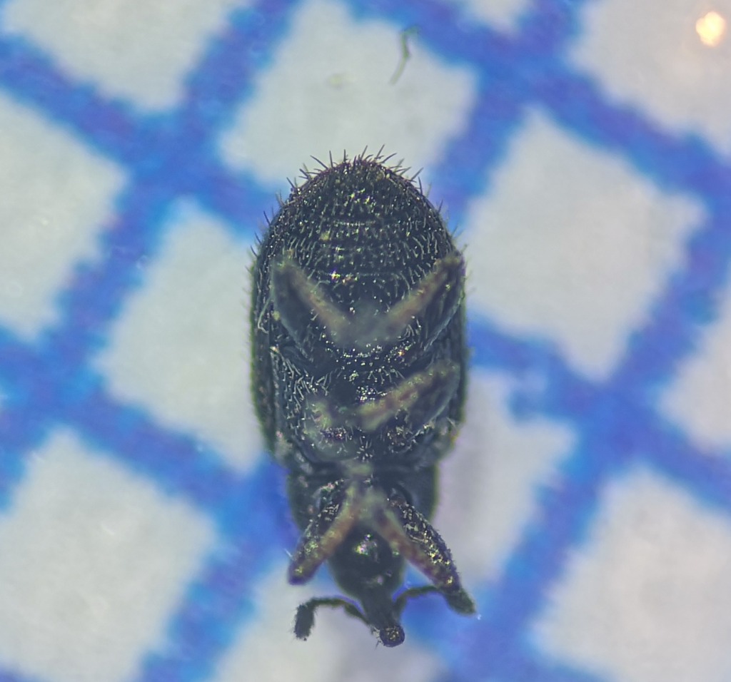 Gymnetron rostellum (Gymnetron rostellum)