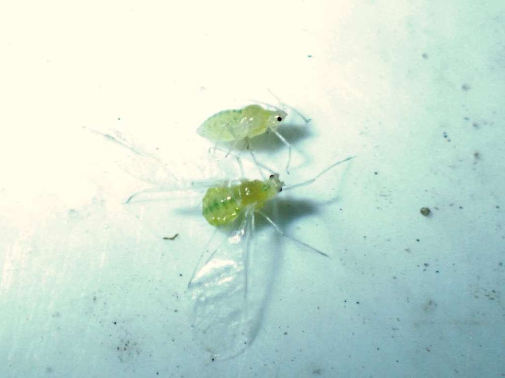 Hanekrobladlus (Cryptomyzus galeopsidis)