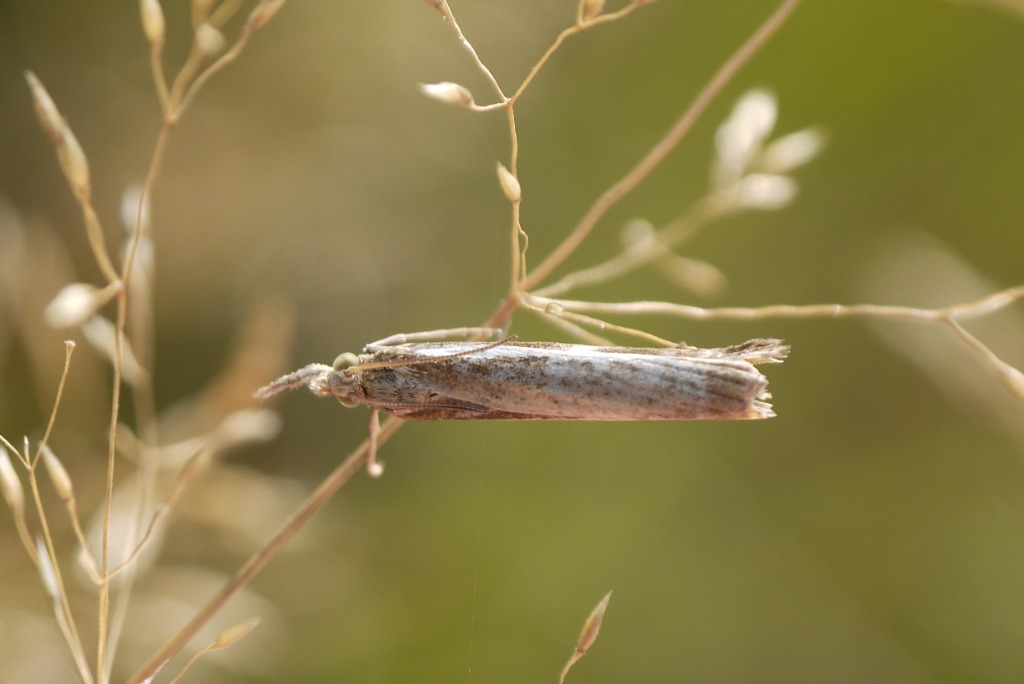 Agriphila sp. (Agriphila sp.)