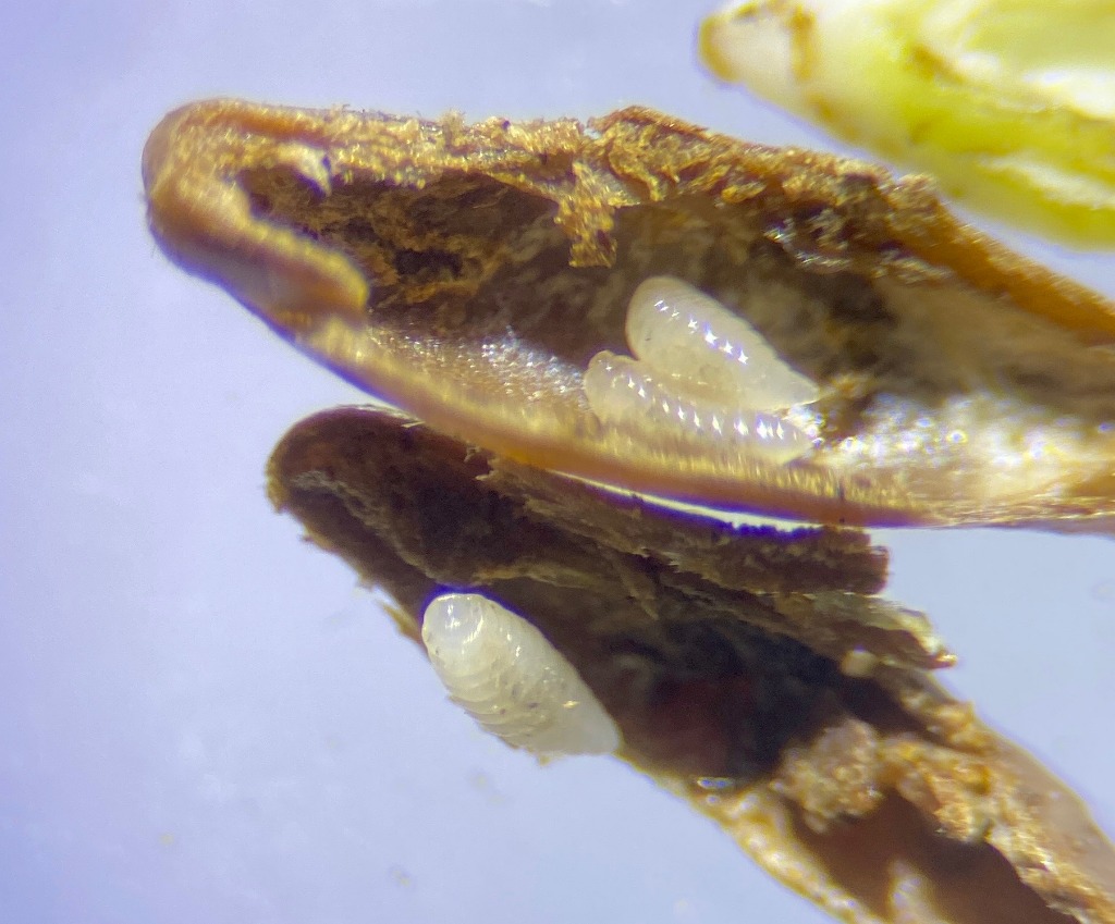 Planetella gallarum (Planetella gallarum)