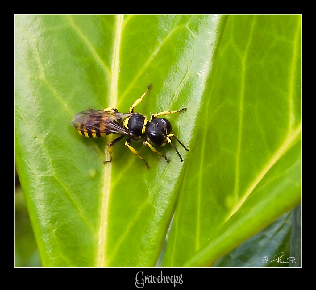 Ectemnius ruficornis (Ectemnius ruficornis)
