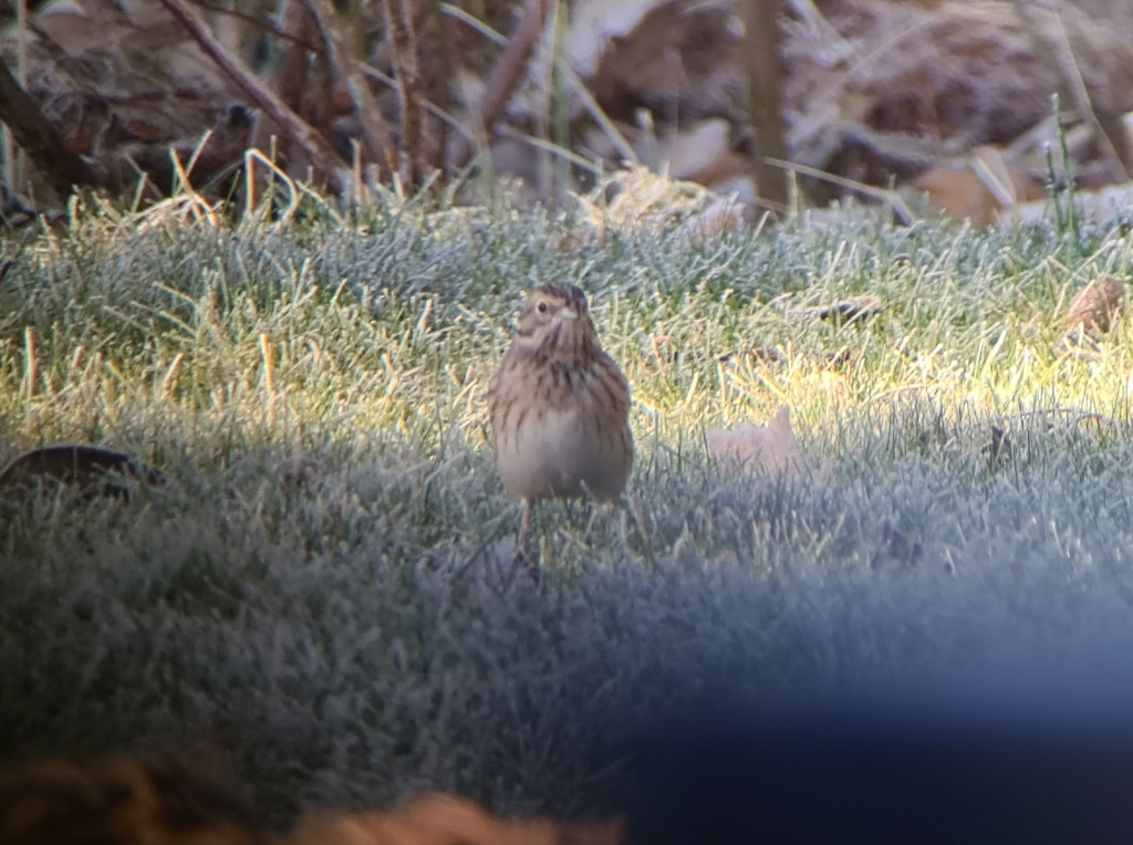 Hvidkindet Værling (Emberiza leucocephalos)