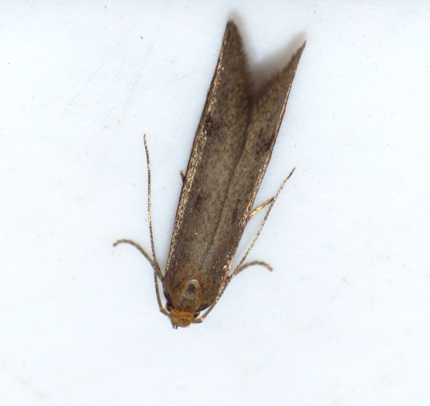 Pseudatemelia josephinae (Pseudatemelia josephinae)