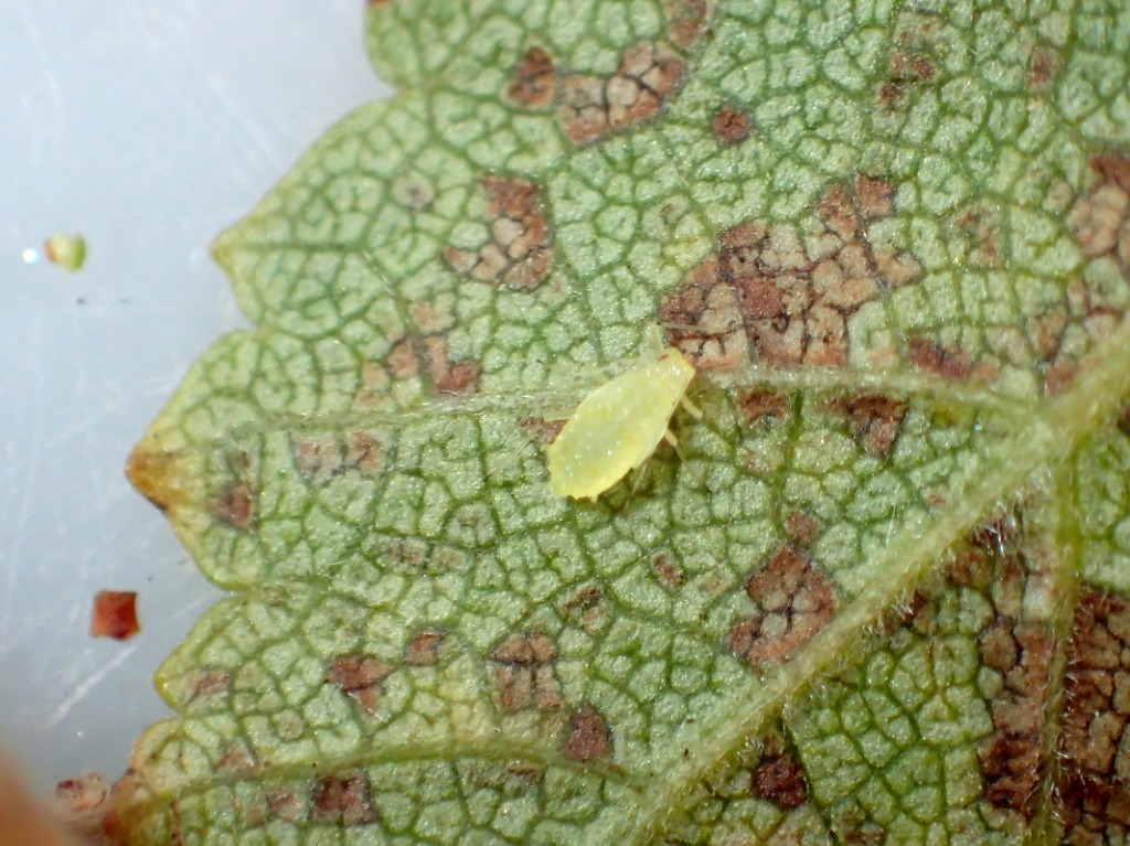 Gulgrøn Birkebladlus (Calaphis flava)