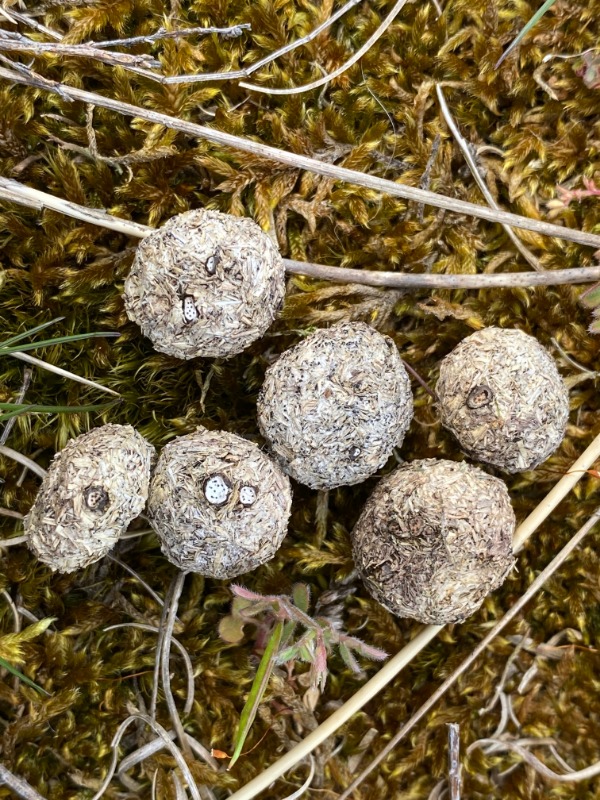 Hare-Priksvamp (Poronia erici)