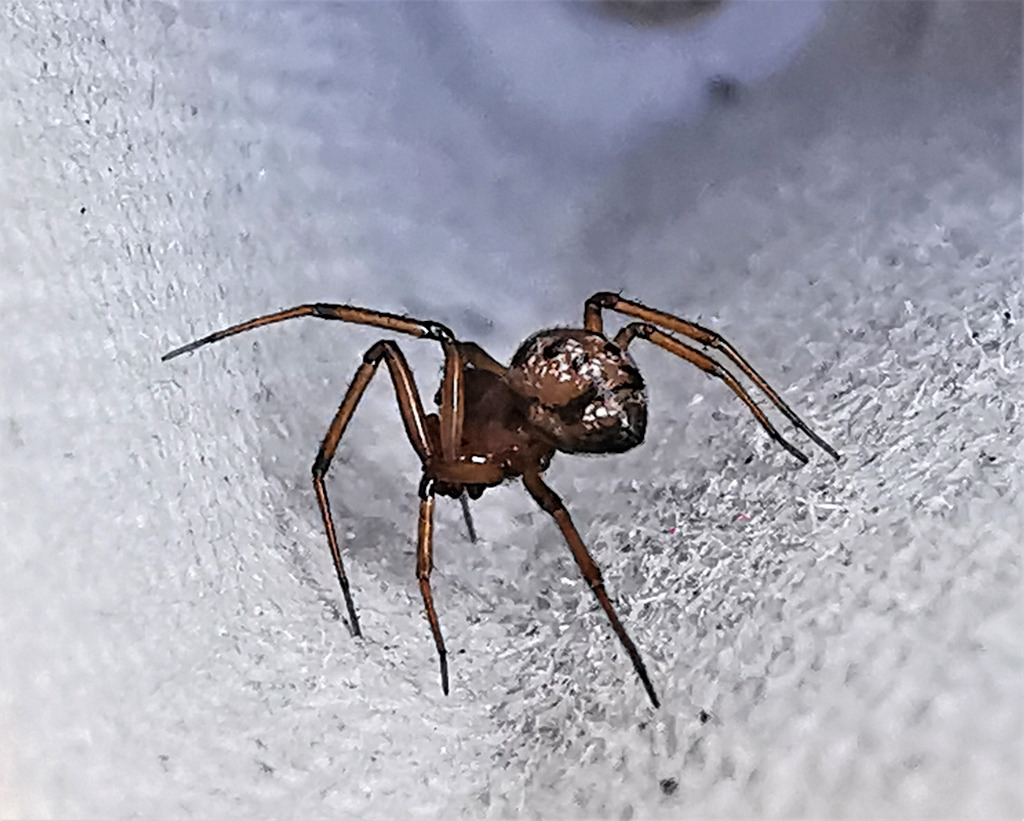 Tapinopa longidens (Tapinopa longidens)