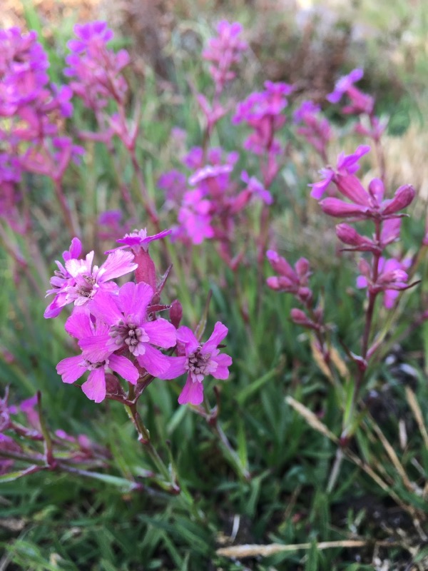 Nellikebrand (Microbotryum violaceum s.l.)
