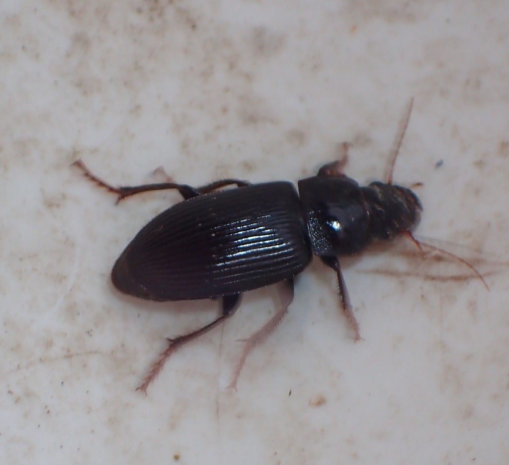 Glat Markløber (Harpalus calceatus)