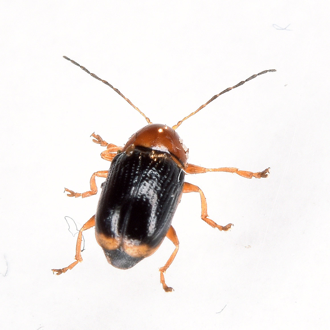 Cryptocephalus rufipes (Cryptocephalus rufipes)