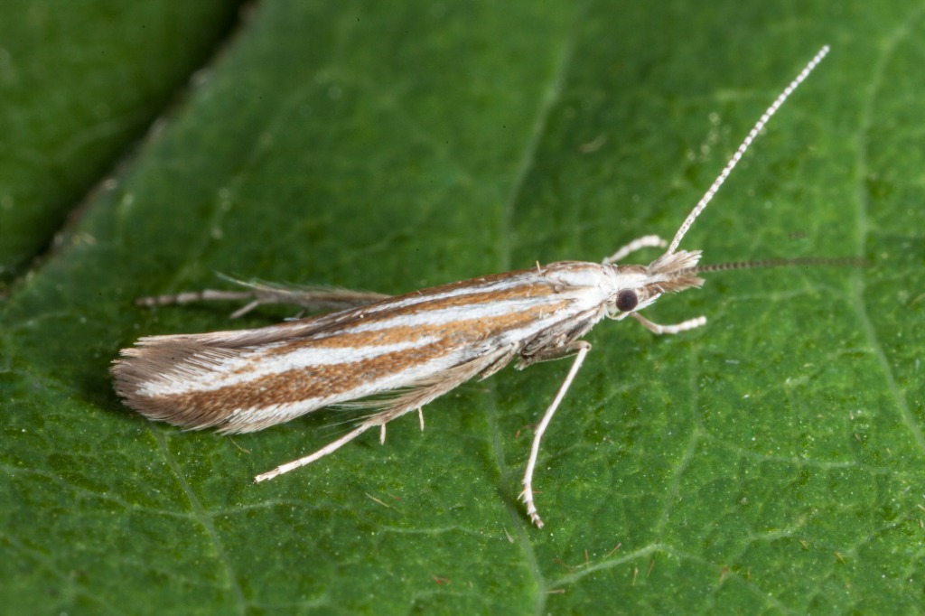 Coleophora pyrrhulipennella (Coleophora pyrrhulipennella)