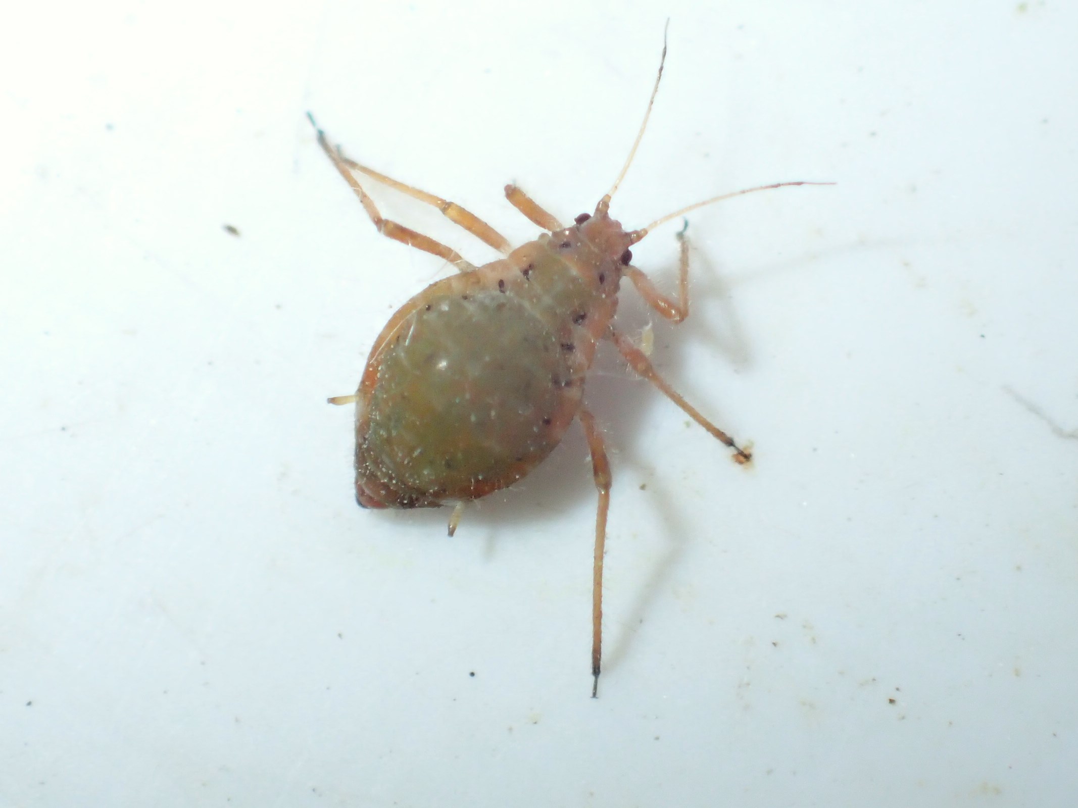 Pterocomma rufipes (Pterocomma rufipes)