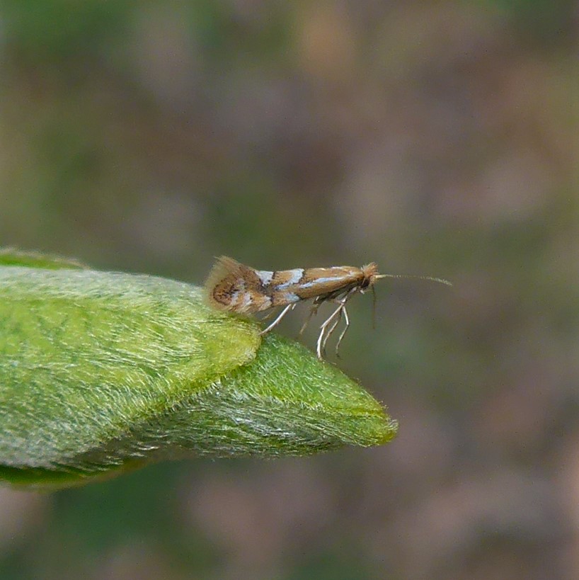 Phyllonorycter dubitella (Phyllonorycter dubitella)
