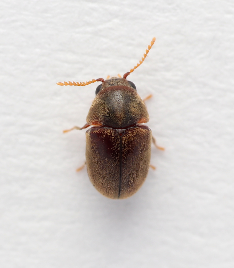 Mesocoelopus niger