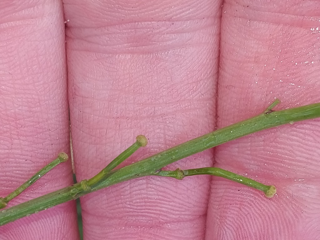 Knopskulpe (Rapistrum rugosum)