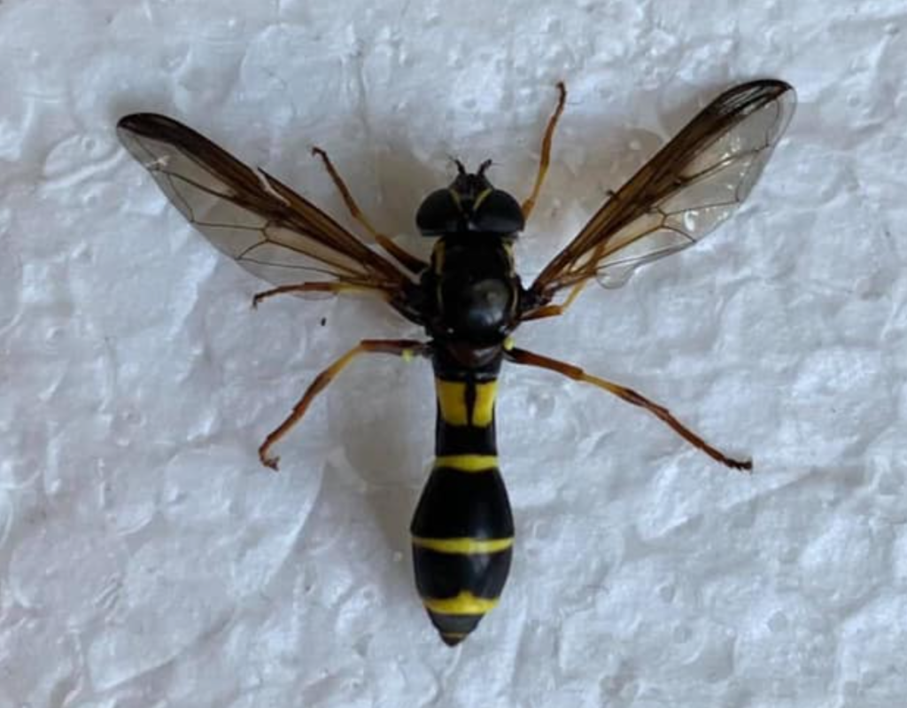 Hvepsetalje-Svirreflue (Doros profuges)