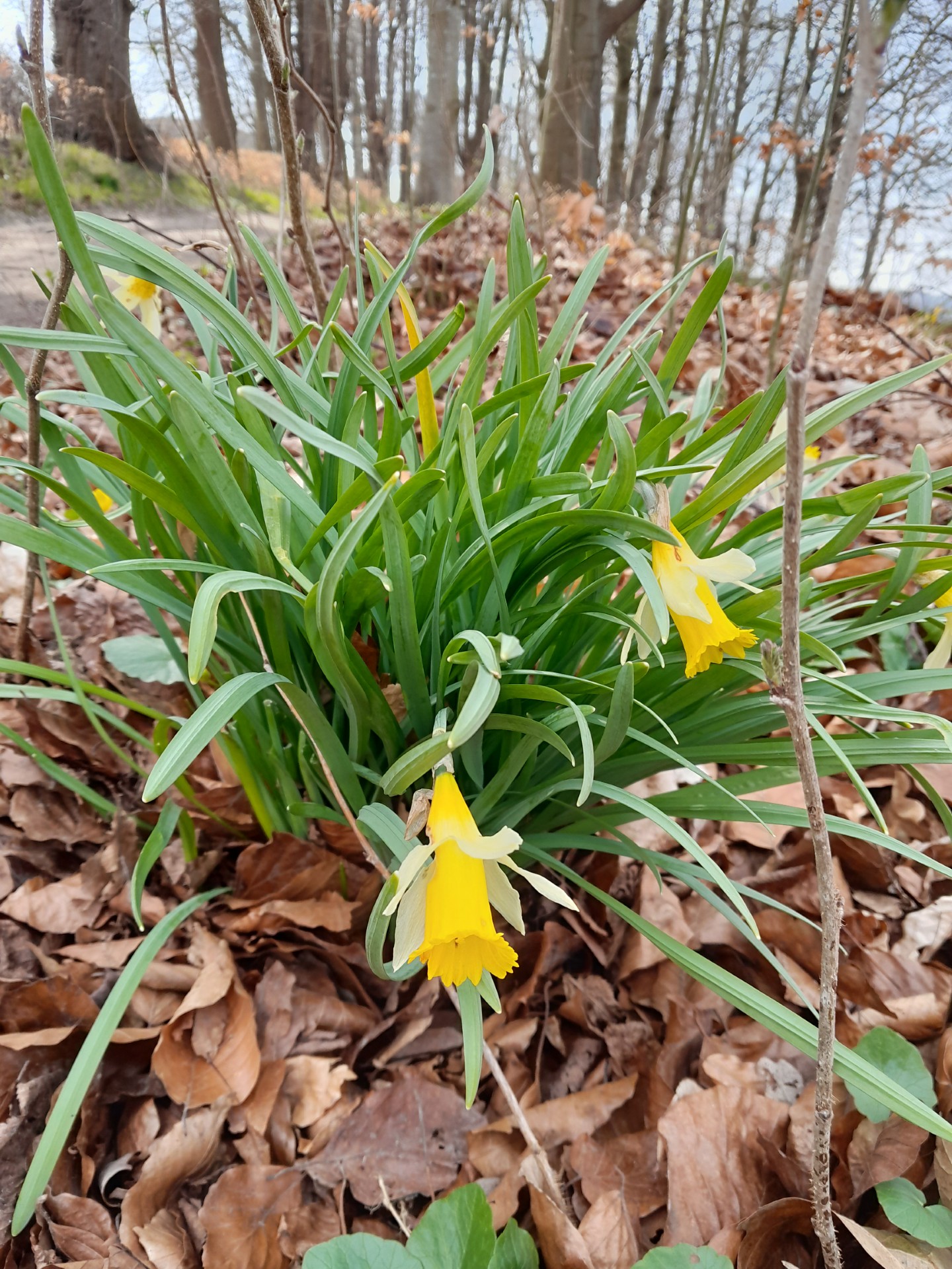 Tofarvet narcis (Narcissus biclolor)