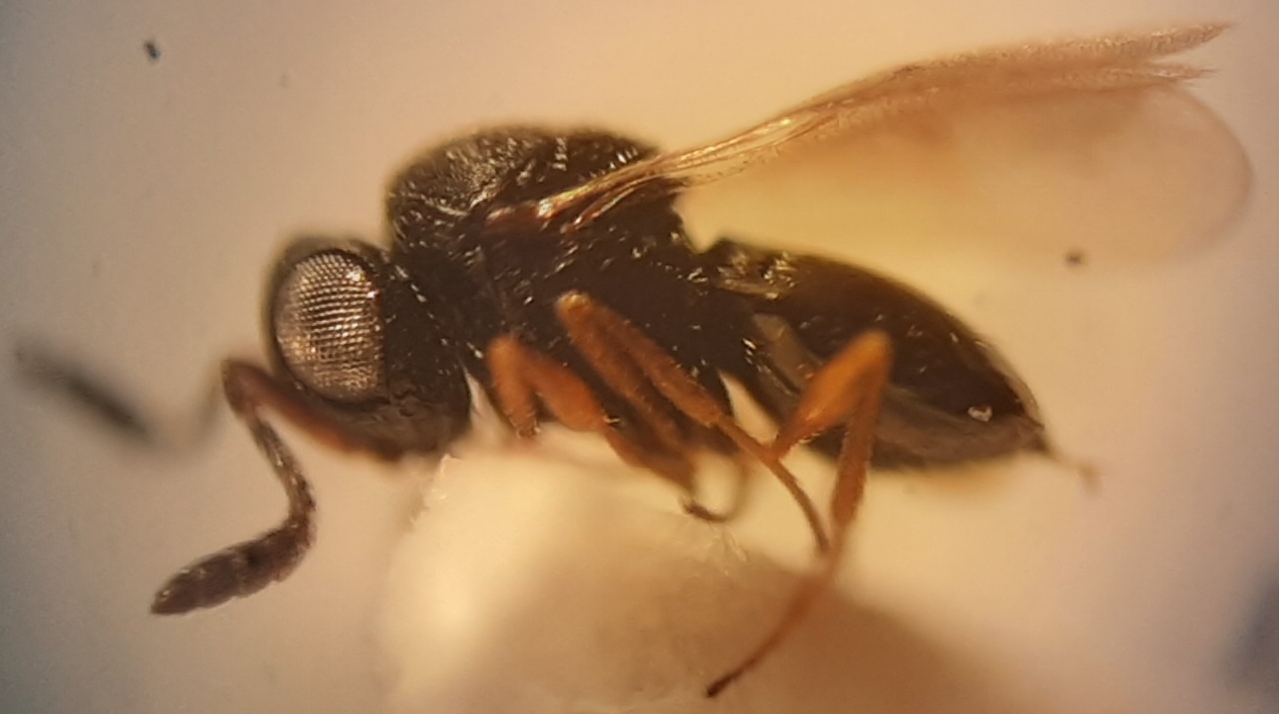 Trissolcus semistriatus (Trissolcus semistriatus)