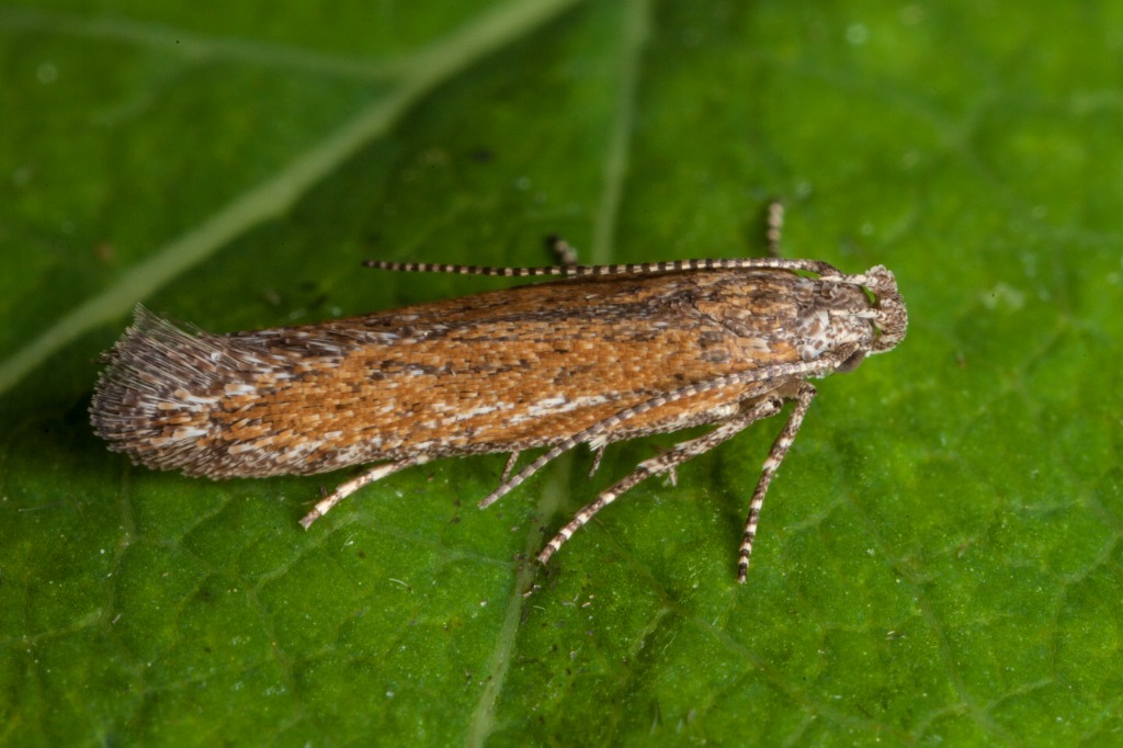 Scrobipalpa samadensis (Scrobipalpa samadensis)