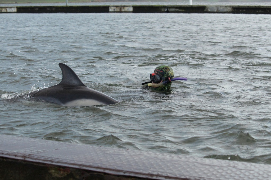 Almindelig Delfin