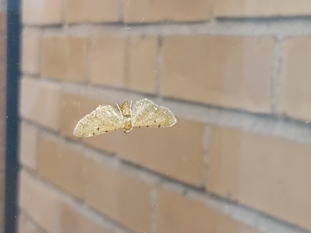 Eupithecia absinthiata var. goossensiata (Eupithecia absinthiata var. goossensiata)