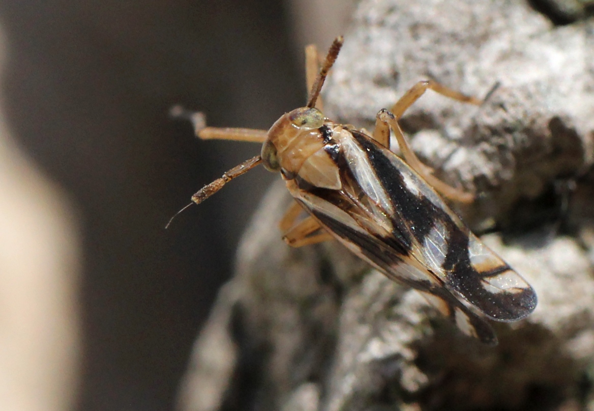 Delphax crassicornis (Delphax crassicornis)