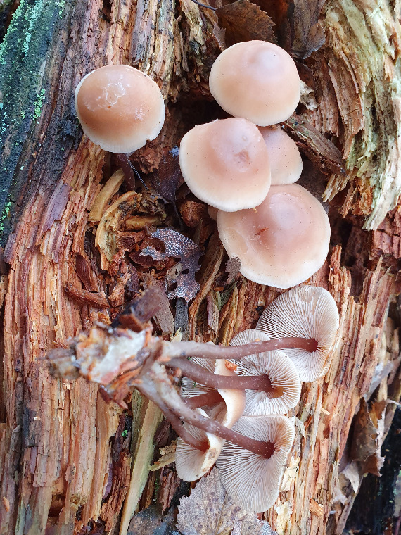 Tue-Fladhat (Gymnopus acervatus)