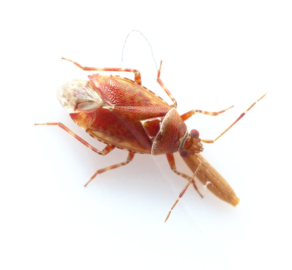 Grovpunkteret Blomstertæge (Alloeotomus germanicus)