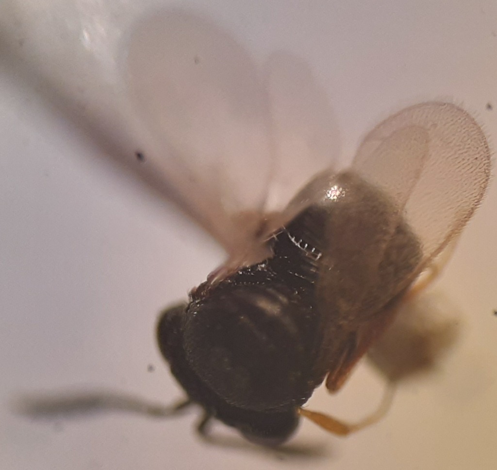 Trissolcus scutellaris (Trissolcus scutellaris)