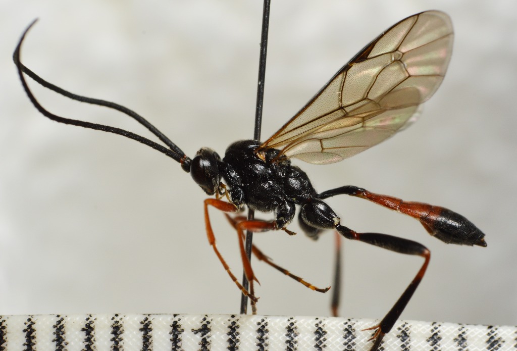 Polytribax arrogans (Polytribax arrogans)