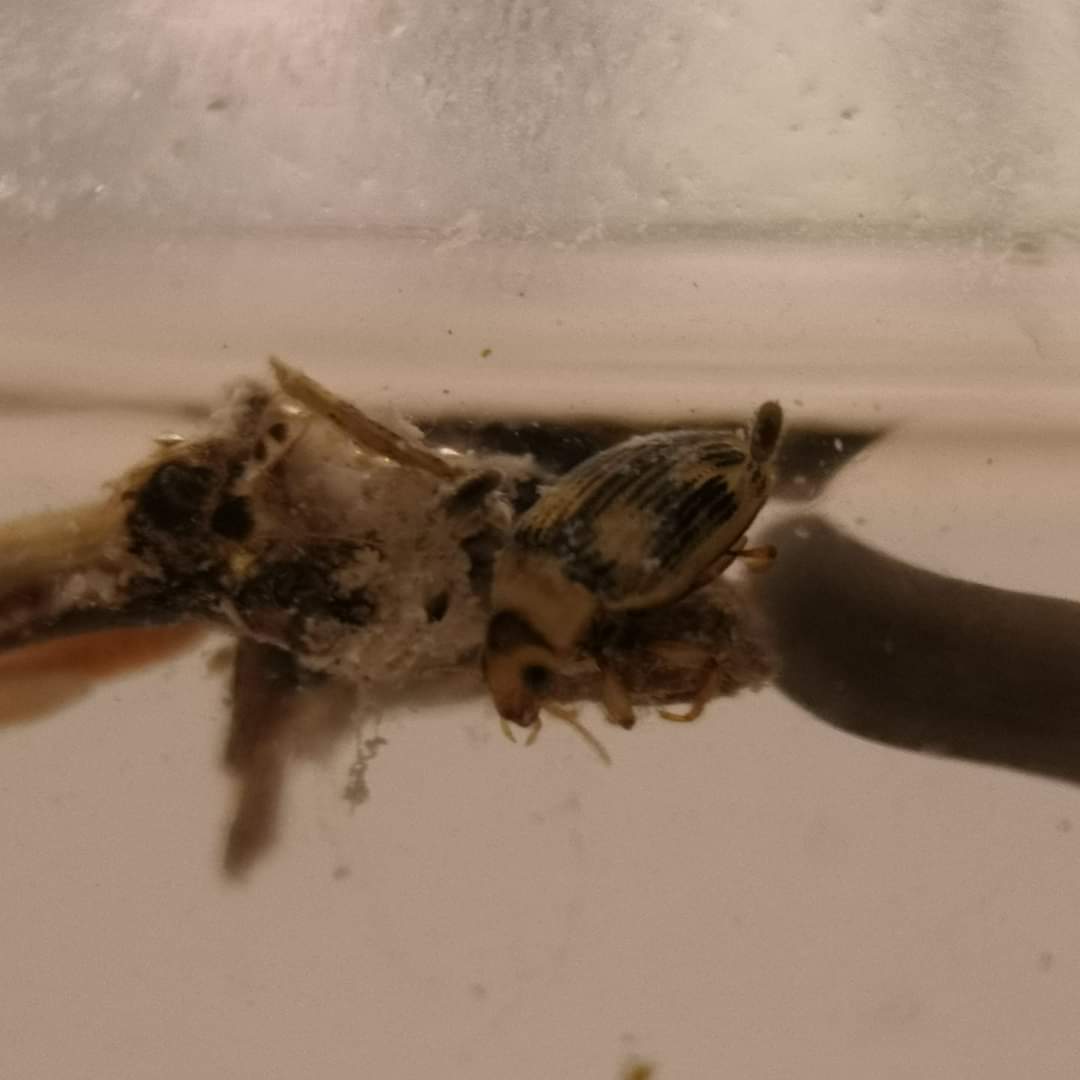 Haliplus obliquus (Haliplus obliquus)