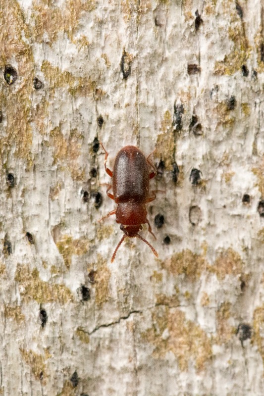 Cryptophagus populi (Cryptophagus populi)
