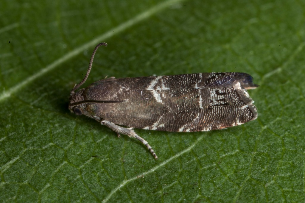 Fyrreharpiksvikler (C. Coniferana)